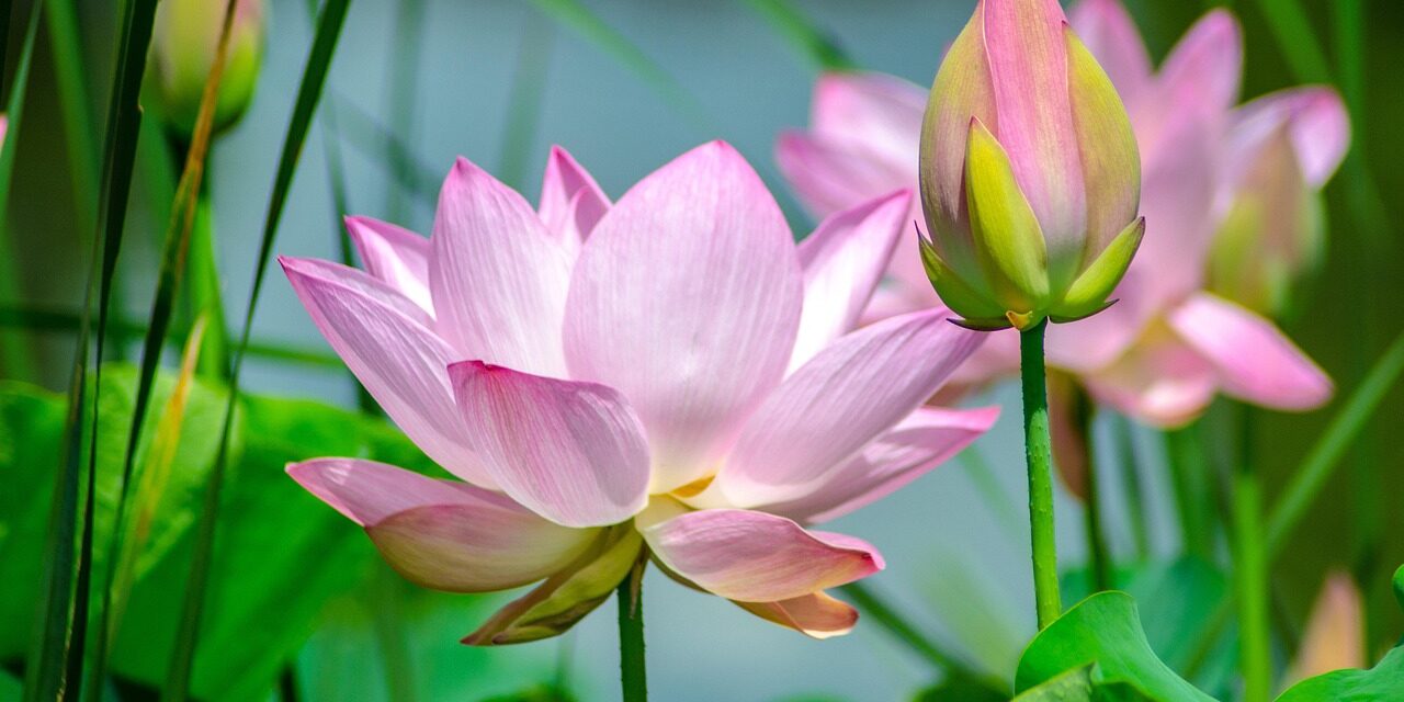 reiki master training