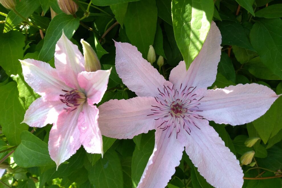 reiki master training