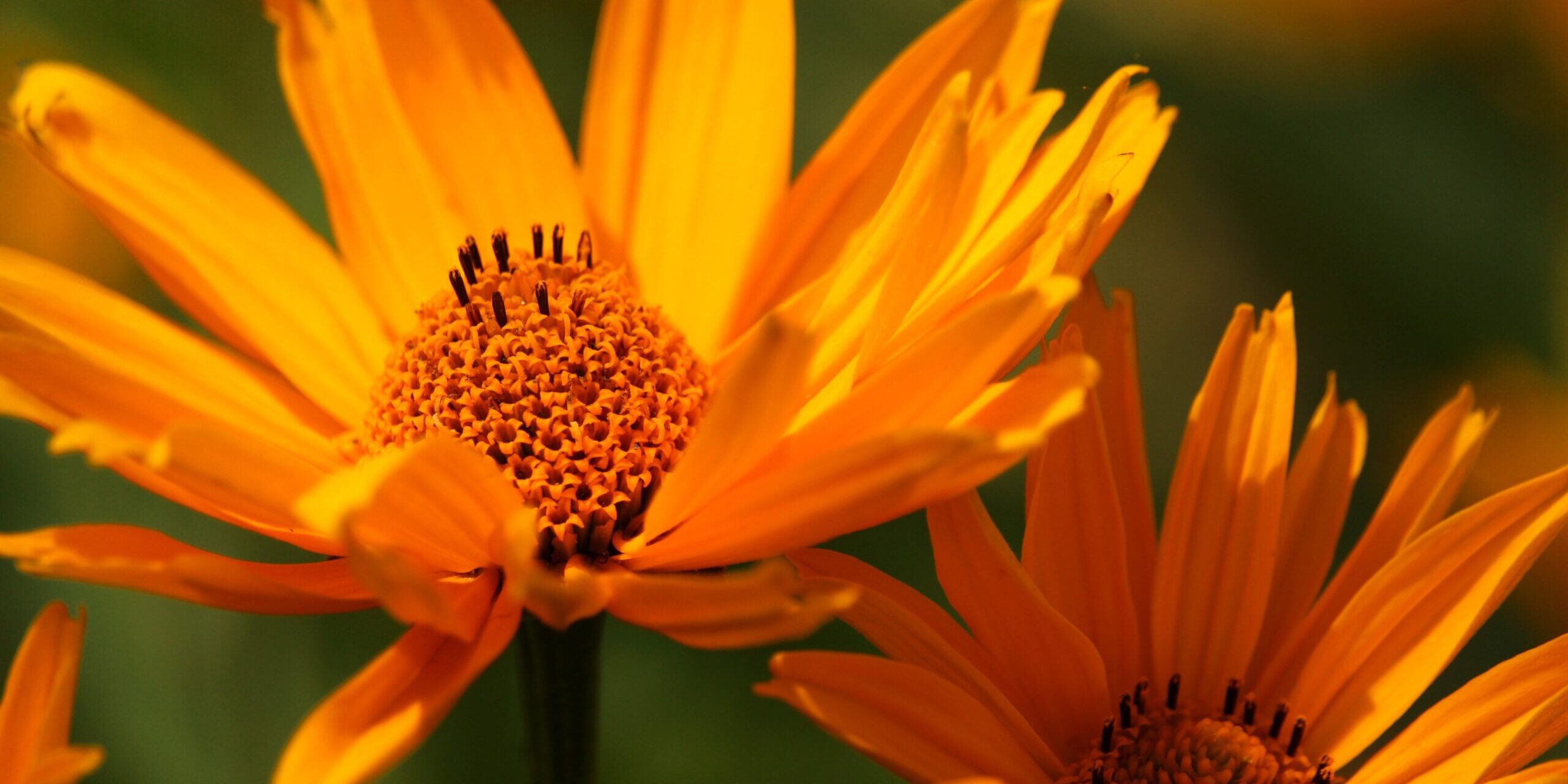 Reiki Master training