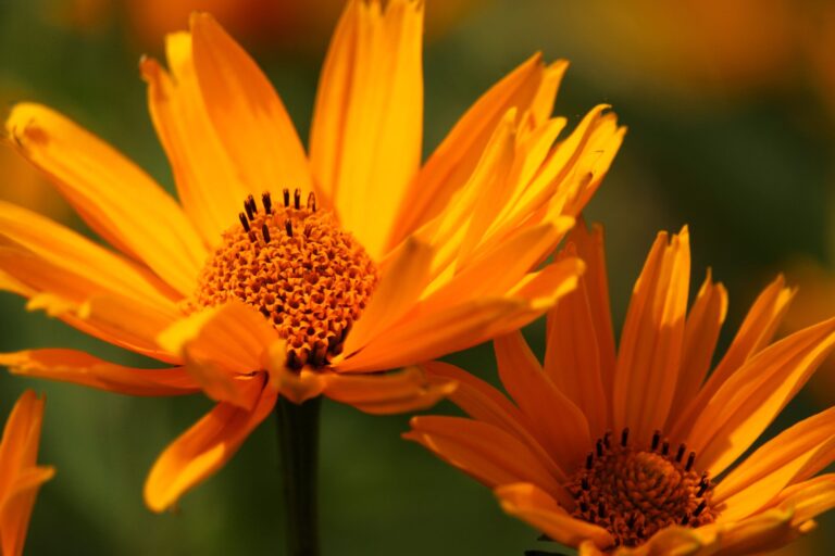 Reiki Master training