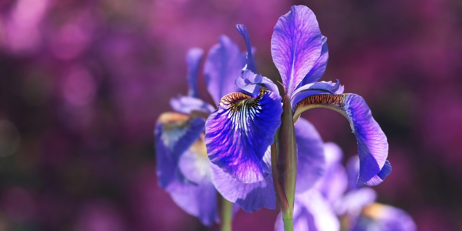 Reiki Level 1 Warrington