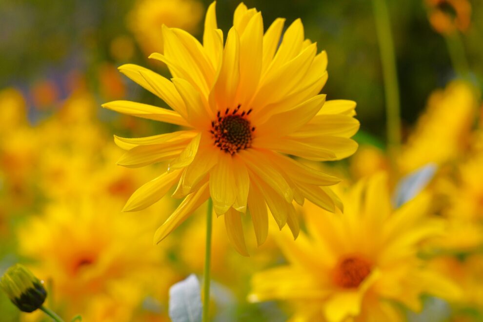 Reiki level 1 self care Reiki level 1