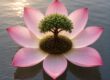 Hrit Padma