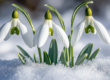 Reiki Level 1 Warrington